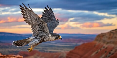 Fototapeta premium a majestic peregrine falcon soaring through the sky. The falcon's wings are spread wide as it glides against a backdrop of dramatic red rock formations and a stunning sunset sky