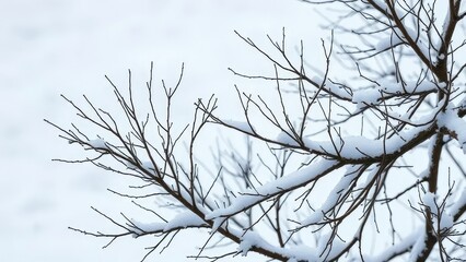 Bare and barren Christmas tree branches against snowy backdrop, icy, background