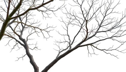 Bare, intricately branched tree limbs isolated on pure white , detail, fall