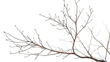 Fototapeta premium Delicate, bare branches isolated against a pure white backdrop, botanical, branch
