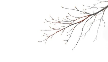Obraz premium Delicate, bare branches isolated against a pure white backdrop, white background, bough