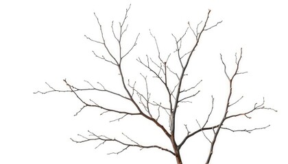 Obraz premium Intricate, bare branches isolated against a pure white backdrop, illustration, stark
