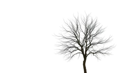 Obraz premium Lone deciduous tree, stark branches against pure white, photography, minimalist