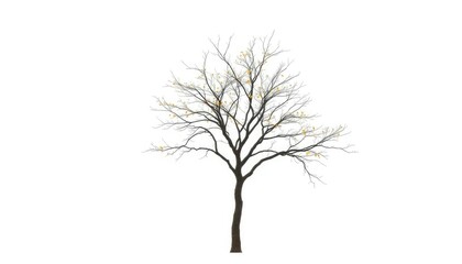 Lone deciduous tree, stark branches against pure white, single, illustration