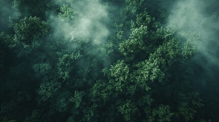 Aerial view of a dense rainforest with mist covering the canopy