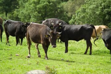 Cattle grazing in a field, Burgos Forest, Sassari, Sardinia, Italy,