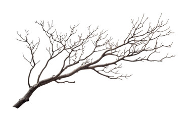 Obraz premium Artistic representation of a barren tree branch illustrating winter's effect on nature and its transition towards spring, cut out