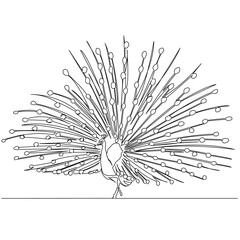 Obraz premium One continuous single drawing line art flat doodle feather, peacock, bird, beautiful, animal. Isolated image hand draw contour on a white background 