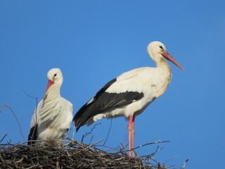 Störche im Nest