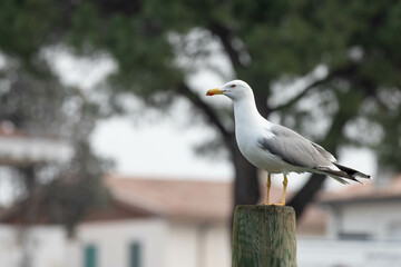 seagull