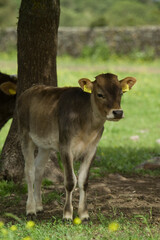 Cattle grazing in a field, Burgos Forest, Sassari, Sardinia, Italy,