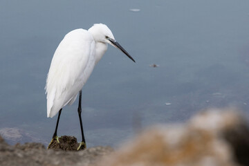 little egret - Seidenreiher - Egretta garzetta