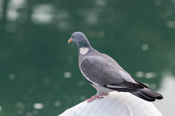 wood pigeon - Ringeltaube - Columba palumbus