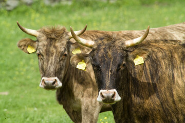 Cattle grazing in a field, Burgos Forest, Sassari, Sardinia, Italy,
