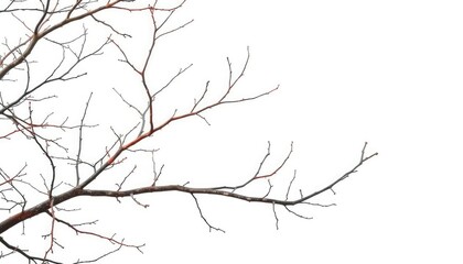 Bare branches, intricate network, isolated on pure white background, picture, stock photo