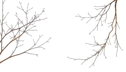 Obraz premium Delicate, bare branches isolated against a pure white backdrop, design, natural