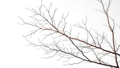 Intricate bare branches isolated against a pure white backdrop, shape, bare