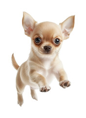 Joyful chihuahua puppy jumping playfully on white background for pet lovers and animal enthusiasts, cut out