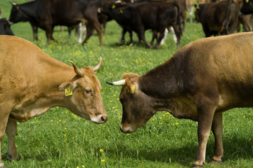 Cattle grazing in a field, Burgos Forest, Sassari, Sardinia, Italy,