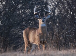 White-tailed deer Odocoileus virginianus big buck deer with large antlers stands head on as the sun retreats for the day