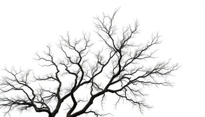 Obraz premium Single, majestic tree, stark white background, branches reaching upward, photography, nature