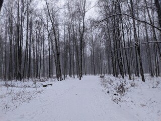Naklejka premium forest in winter