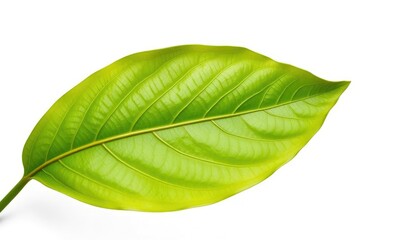 Fototapeta premium Single wilting leaf isolated on pure white background, dying, yellow