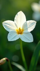 White flower with large droplets of water glistening in the sunlight, blossoms, white flowers