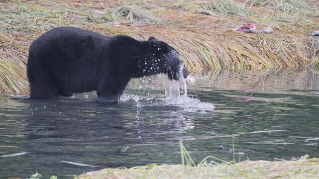 Black Bear catching a salmon fish at the Solomon Gulch Hatchery, Valdez, Alaska, USA
