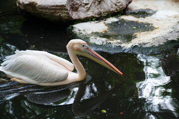Pelican bird in the wild at the Bangkok Open Zoo, Thailand.