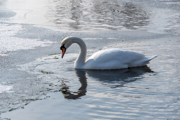 Wild white swan in melt water in early spring close up. Freshwater bird swimming and clean feathers...