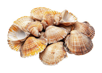 Fototapeta premium Collection of assorted seashells showcasing different shapes and colors for decorative use and craft projects, cut out