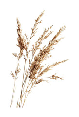 Fototapeta premium Dried grass bouquet with soft golden tones for natural home decor and crafting projects, cut out