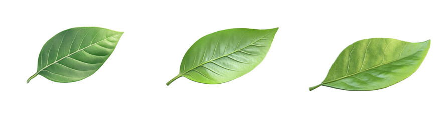 Fototapeta premium Set of Three Distinct Green Leaves Displaying Unique Textures and Shapes