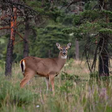 a nice dear in forest