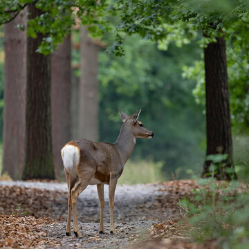 a nice dear in forest