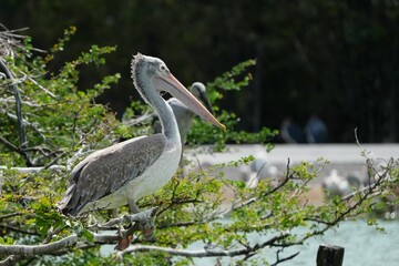 Pelican bird in the wild at the Bangkok Open Zoo, Thailand.