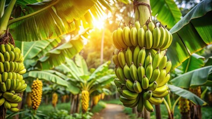 Obraz premium Cluster of ripe bananas hanging from a tree in an Indonesian plantation, with sunlight filtering through the lush green leaves and vibrant flowers , Indonesia, nature