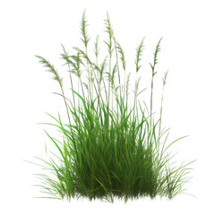 Nature tall meadow grass cut out transparent background