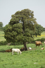 Cattle grazing in a field, Burgos Forest, Sassari, Sardinia, Italy,