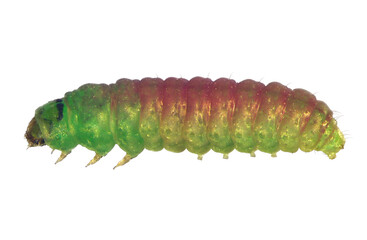 False codling moth, Thaumatotibia or Cryptophlebia leucotreta (Lepidoptera: Tortricidae). Larva (caterpillar). Lateral view. Isolated on a white background