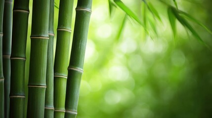Obraz premium Several tall green bamboo stalks are growing in a verdant forest