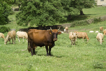 Fototapeta premium Cattle grazing in a field, Burgos Forest, Sassari, Sardinia, Italy,