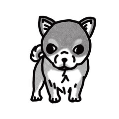 チワワ　chihuahua　子犬　白黒　犬のイラスト