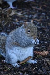 Cute squirrel nibbling on a nut in a natural setting