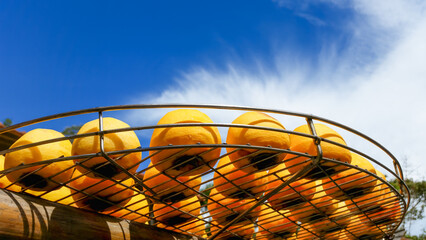 Bright yellow persimmons drying on a metal rack under a clear blue sky. Sun-drying persimmons is a traditional process to make dried persimmons, Hsinpu Township, Taiwan.