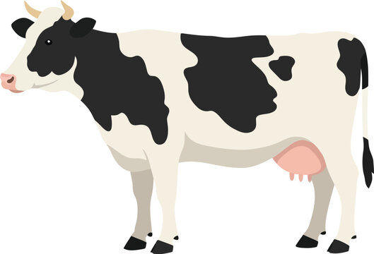 Black and white Holstein cow standing in a flat design style showcasing its distinctive markings in vector art