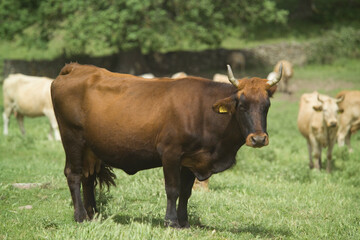 Cattle grazing in a field, Burgos Forest, Sassari, Sardinia, Italy,