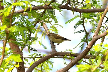 Little bird on tree