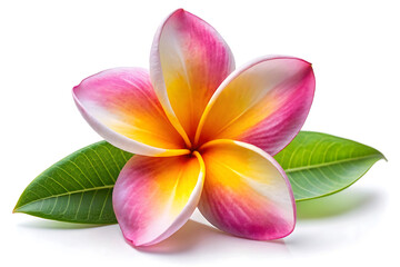Frangipani flower image isolated on white background